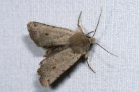 Spudaea ruticilla