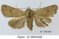 Spudaea ruticilla