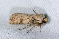 Agrotis puta