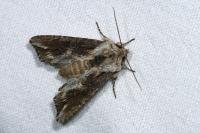 Egira conspicillaris