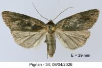 Epimecia ustula