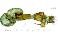 Epimecia ustula