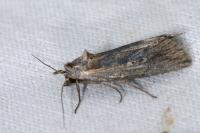 Epimecia ustula