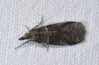 Acrobasis obliqua