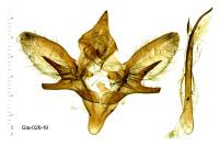 Hyloicus maurorum