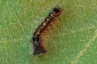 Lymantria dispar