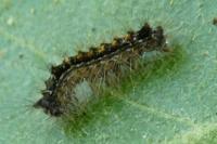 Lymantria dispar