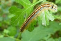Malacosoma neustria