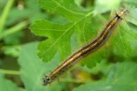Malacosoma neustria