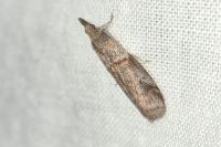 Acrobasis obliqua