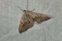 Pennithera ulicata