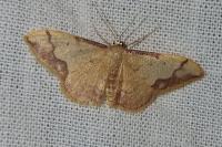 Idaea ostrinaria
