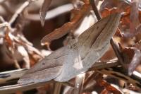 Petrophora chlorosata