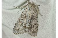 Acronicta aceris