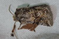 Cleonymia yvanii