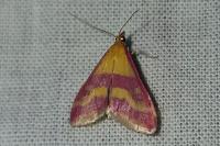 Pyrausta sanguinalis