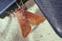 Mythimna albipuncta
