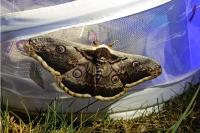 Saturnia pyri