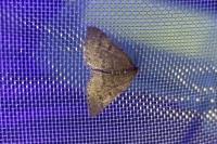 Aleucis distinctata
