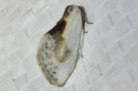 Cilix
