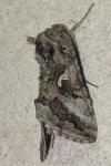 Autographa gamma