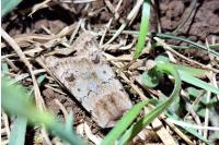 Agrotis cinerea