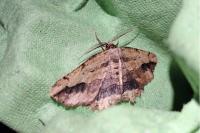 Menophra abruptaria