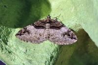 Pareulype berberata berberata