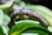 Peribatodes