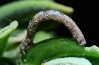 Peribatodes
