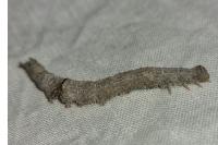 Catocala