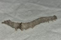 Catocala