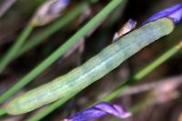 Pseudoterpna pruinata