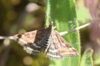 Pyrausta despicata