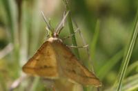 Aspitates ochrearia