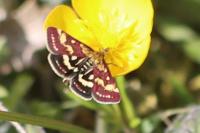 Pyrausta purpuralis