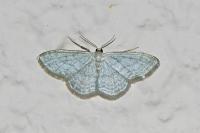 Idaea subsericeata