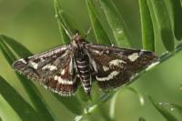 Pyrausta purpuralis