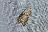 Aphomia sociella