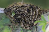 Malacosoma neustria