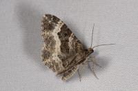 Epirrhoe alternata