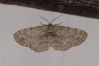 Hypomecis punctinalis