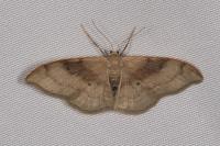 Idaea degeneraria