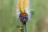 Lasiocampa trifolii trifolii