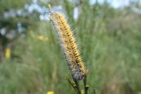 Lasiocampa trifolii trifolii
