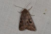 Orthosia gothica