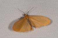 Wittia sororcula