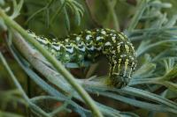 Cucullia santolinae