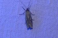 Crambus lathoniellus
