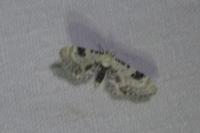 Eupithecia centaureata